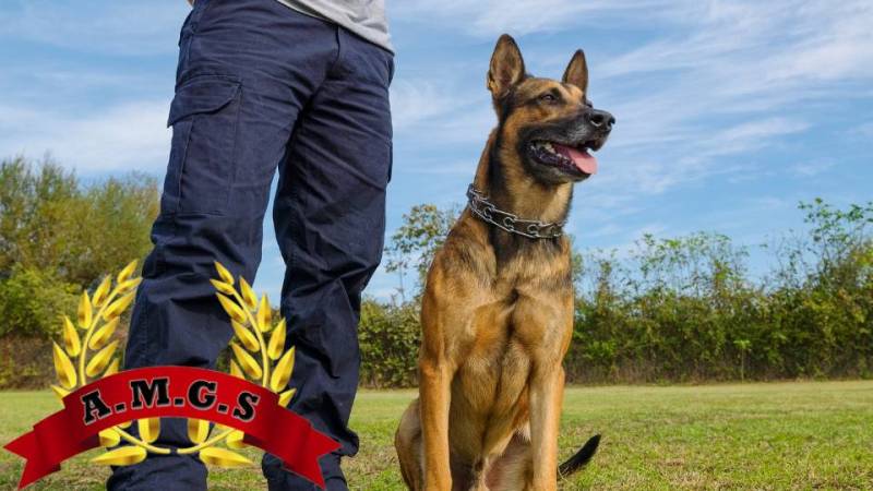 Agent de Sécurité Cynophile Cabestany