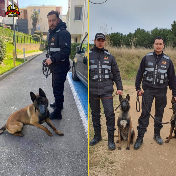 Nos agents cynophiles en action