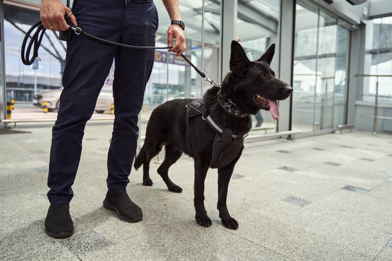 Agent de sécurité cynophile patrouillant sur un chantier de construction 